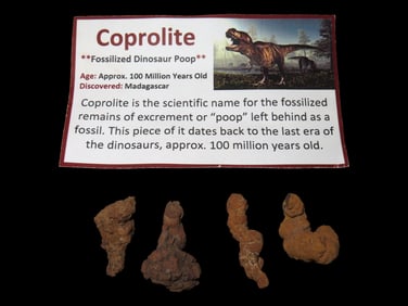 Approx. 3" of Coprolite Fossilized Dinosaur Poop, 100M Years Old