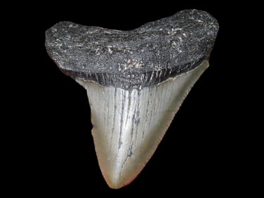 2 1/2" Megalodon Sharks Tooth, Fossilized, Florida