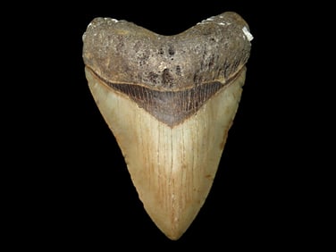 5.159" High Grade Prehistoric Fossil Megalodon Shark Tooth Fossil, Florida
