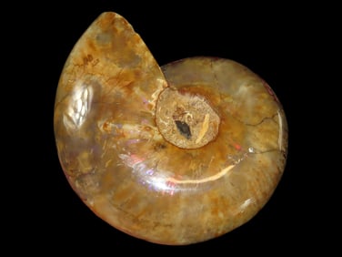 Magnificent 4 7/8" Large Ammonite, Highly Colorful, Polished Iridescent Fire Color Stripes