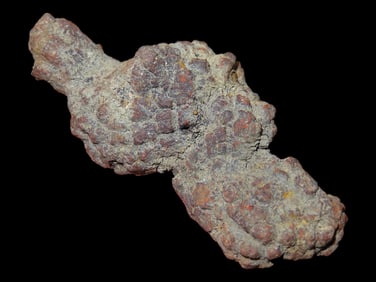 3 1/8" Coprolite Fossil Dinosaur Poop, 100 Million Years Old, Madagascar