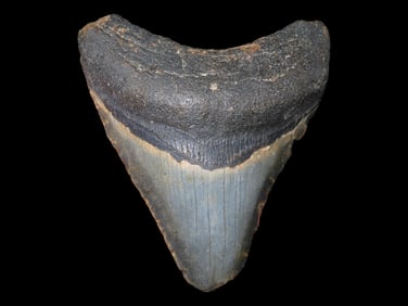 3 1/2" Fossilized Megalodon Shark Tooth, Florida