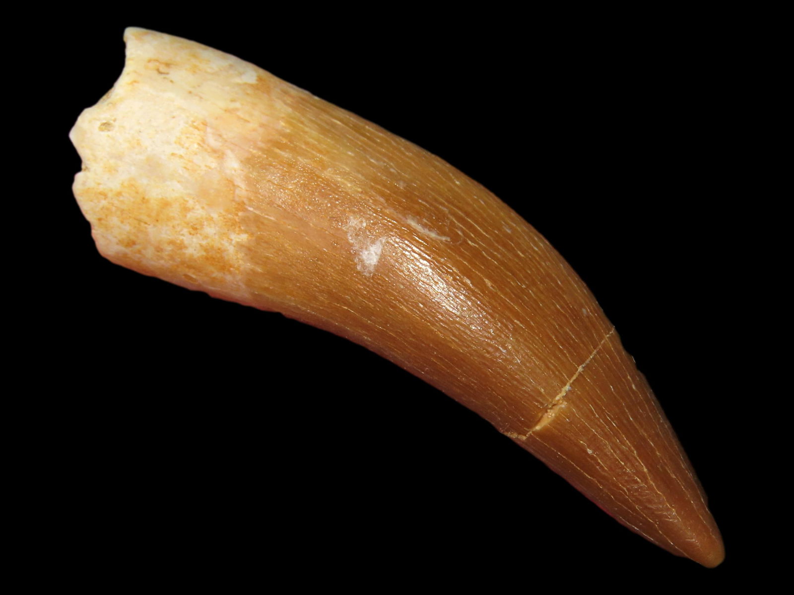 1 7/8" Genuine Spinosaurus Dinosaur Tooth Fossil: 1 7/8" Genuine Spinosaurus Dinosaur Tooth Fossil