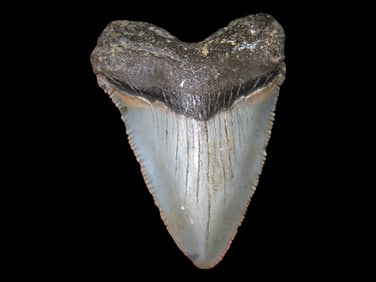 2 3/4" Perfect Megalodon Shark Tooth Fossil, Florida