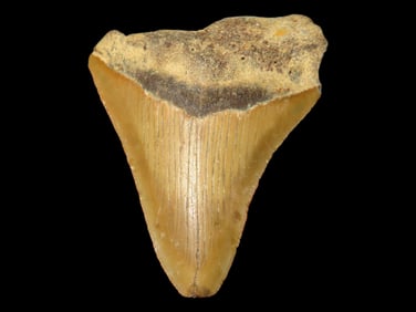 3 1/8" Nice Brownish Color, Fossilized Megalodon Shark Tooth, Florida