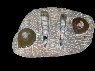 8 1/2" X 6" Ammonite Plate Still in Matrix, Awesome Piece