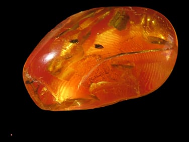Baltic Amber with Insect 47-49 Million Years Old