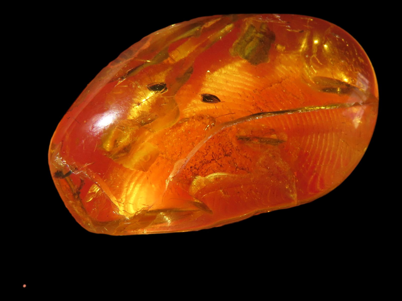 Baltic Amber with Insect 47-49 Million Years Old: Baltic Amber with Insect 47-49 Million Years Old
