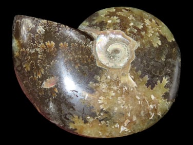 2 5/8" Highly Polished Ammonite Fossil, Iridescent Colors