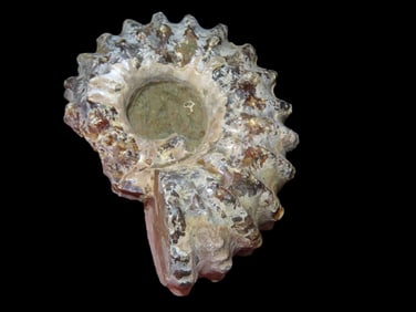 2" Tractor Ammonite Fossil Douvilleiceras, Mid-Late Cretaceous