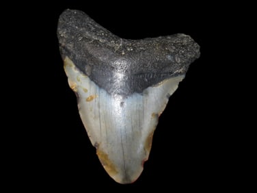 3 1/4" Fossilized Megalodon Shark Tooth, Florida