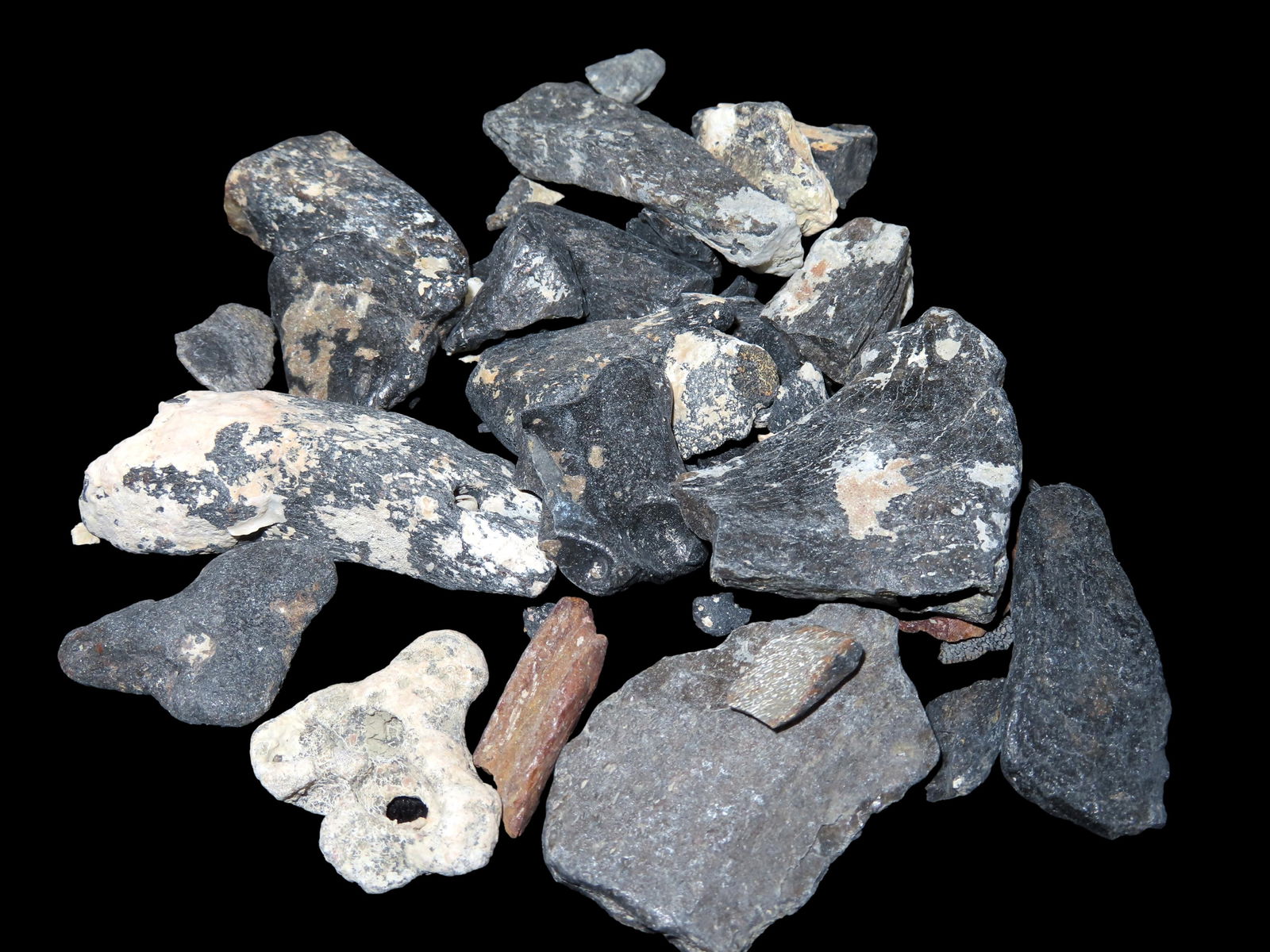 Lot of Fossil Whale Bone, Found off-coast Florida, Millions of Years Old: Lot of Fossil Whale Bone, Found off-coast Florida, Millions of Years Old