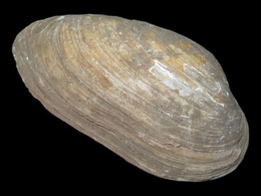 5" Shell Spoon Koster Site, Calhoun Co., Illinois