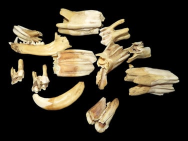 Collection of Teeth Out of Arrowhead Collection, Adams Co., Illinois