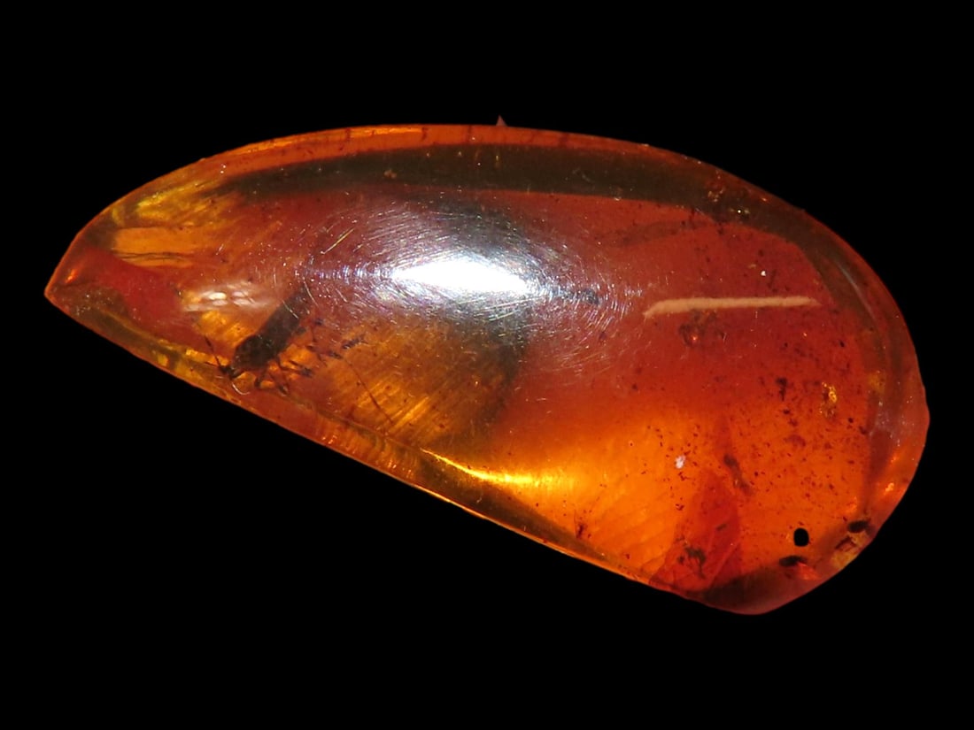 Dinosaur Age Amber with Insect, 100-90 Million Years Old: Dinosaur Age Amber with Insect, 100-90 Million Years Old
