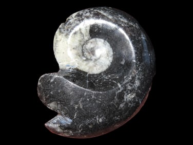 3" Highly Polished Black Ammonite from Madagascar