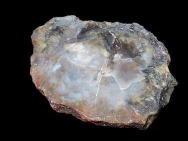 5" X 3 1/4" Jurassic Dino Poop Fossil Coprolite 156-146 Million Years Old