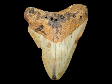 3 1/4" Megalodon Fossilized Shark Tooth