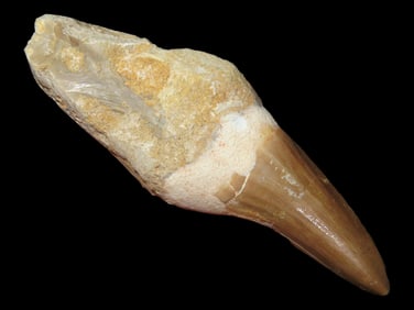 3 1/2" Mossasaurus Tooth