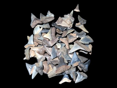 Grouping of Fossil Shark Teeth, Found in Peace River, Arcadia Florida