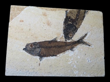 Green River Formation, Knightia Fish Fossil, 53.5-48.5 Million Years Old