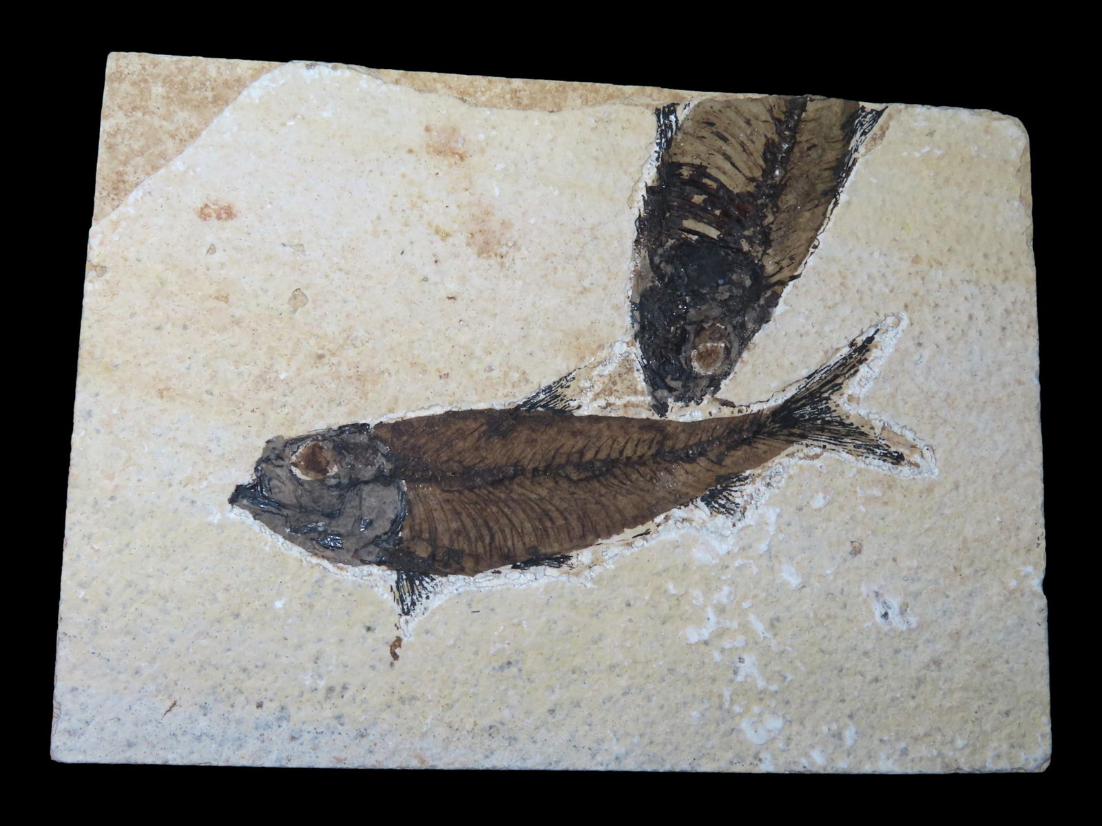 Green River Formation, Knightia Fish Fossil, 53.5-48.5 Million Years Old: Green River Formation, Knightia Fish Fossil, 53.5-48.5 Million Years Old