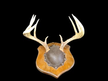 10 Point Rack of Illinois/Missouri Deer