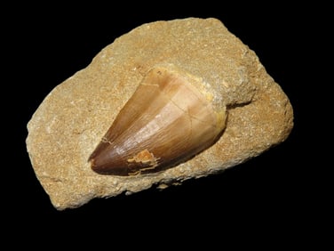 3 5/8" Mosasaurus Tooth