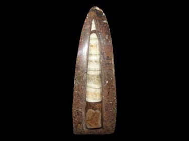 5 5/8" Straight Back Ammonite Stand, Polished in Matrix