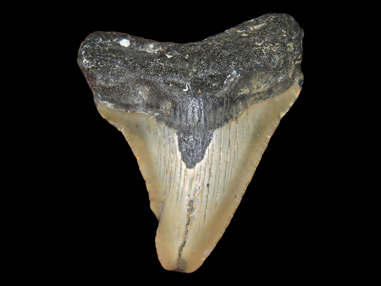 2 1/4" Fossil Megalodon Shark Tooth, South Carolina: 2 1/4" Fossil Megalodon Shark Tooth, South Carolina