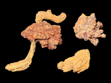 Lot of Coprolite Fossil Dinosaur Poo 100 Millions Years Old, Madagascar