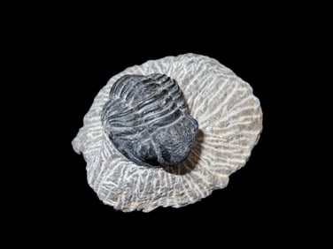 1 3/4" Proteus Trilobite Devonian, 350-400 Million Years Old