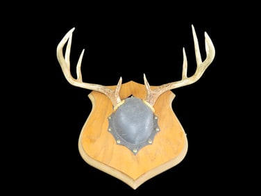 10 Pt. 17" Wide Deer Rack, Illinois/Missouri