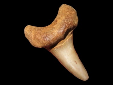 1 1/2" Megalodon Shark Tooth Fossilized