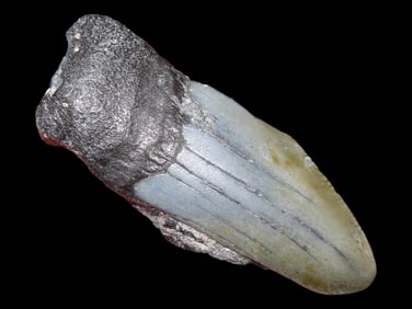 2 3/8" Partial Megalodon Fossilized Shark Tooth, Florida