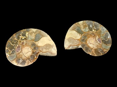 2 5/8" Sliced Ammonite Pieces, Polished Fossil, Madagascar
