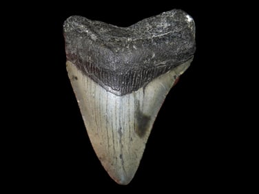3" Megalodon Fossilized Shark Tooth