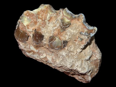 1 3/4" Fossil Tooth/Jaw, Extinct Mammal, Cretaceous Period 65/66 Million Years Old