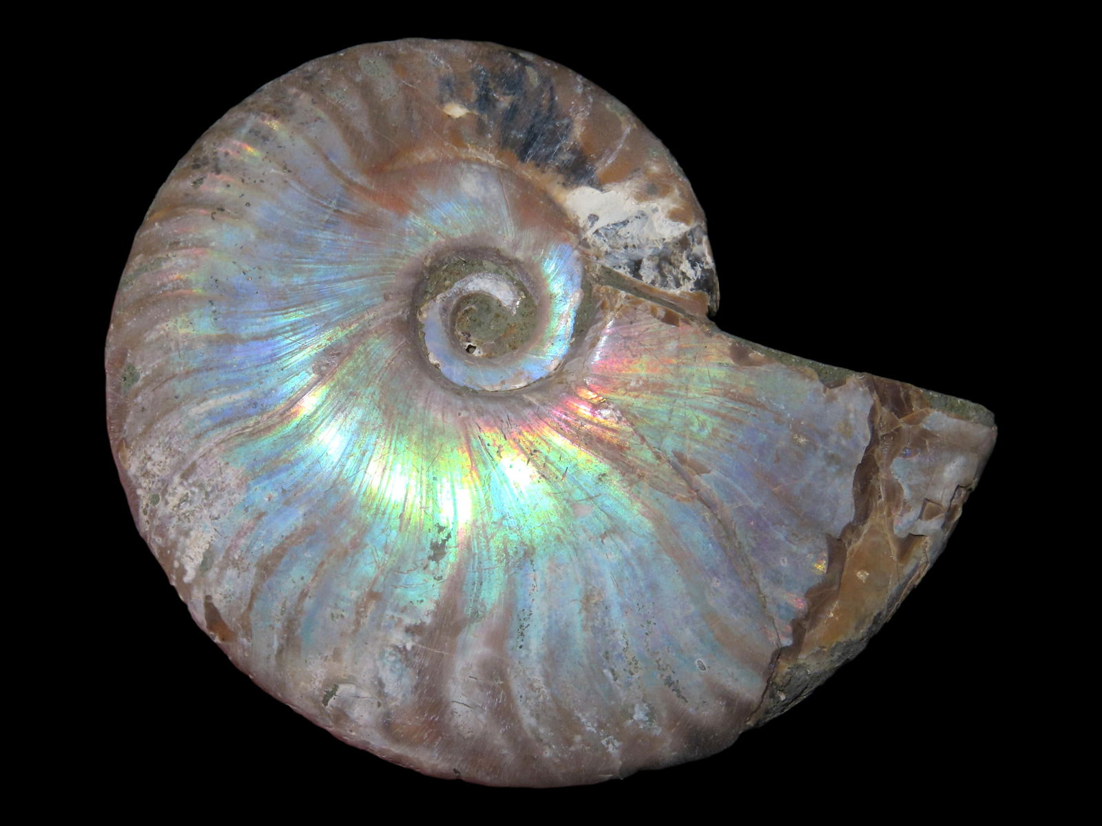 2 3/4" Knightia Fish Fossil Green River Formation, 53.5-48.5 Million Years Old, WY (1 of 4)