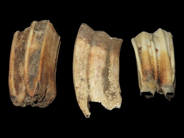 Set of Fossil Teeth Found in Rivers Streams of Northeast Missouri