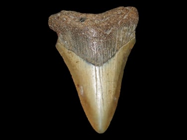 2 1/2" Megalodon Fossilized Shark Tooth, Florida