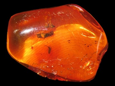 Baltic Amber with Insect