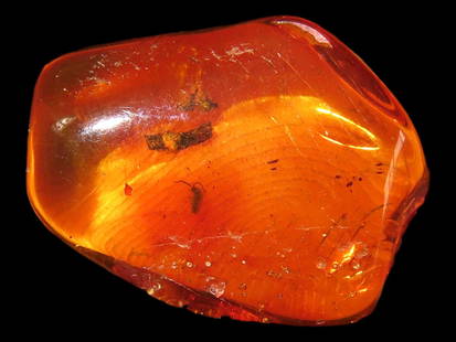 Baltic Amber with Insect: Baltic Amber with Insect