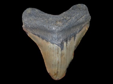 3" Megalodon Fossilized Shark Tooth