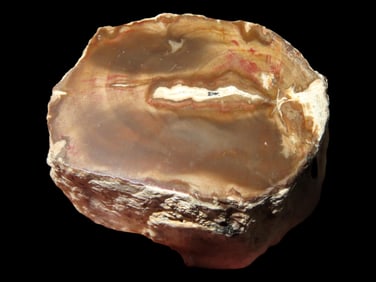 1 11/16" Nice Piece of Petrified Wood Polished