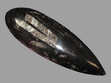5 1/2" Polished Orthoceras Fossil, Devonian Period, 400 Million Years Old, Mountains of Morocco