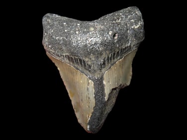 2 3/4" Megalodon Fossilized Sharks Tooth