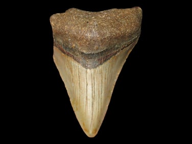 3 3/8" Megalodon Shark Tooth, Florida