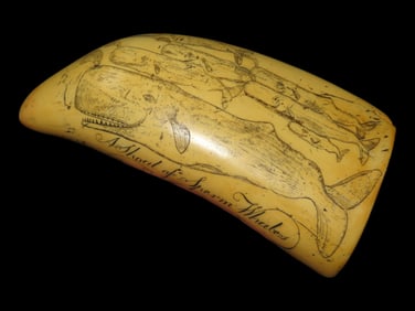 6 3/4" Resigned Scrimshaw Whale Tooth