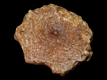 3 1/2" Fossilized Dinosaur Ichthyosaur, Early Jurassic, 198 Million Years Old